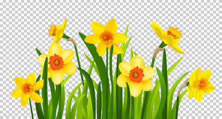 Spring flowers of daffodils