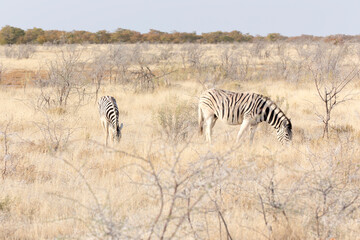 Fototapeta na wymiar View of zebra in savannah