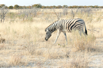 Fototapeta na wymiar View of zebra in savannah