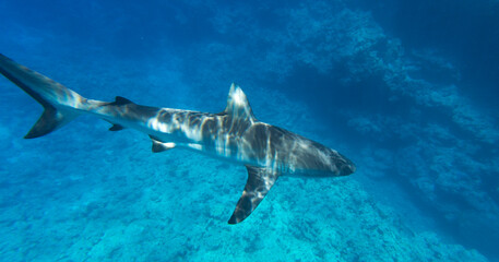 Close view of sharks while swimming