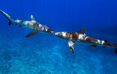 Close view of sharks while swimming