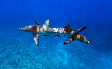 Close view of sharks while swimming