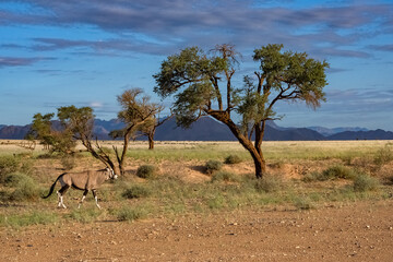 Namibia, oryx  herd walking in the savannah, red rocks in background
