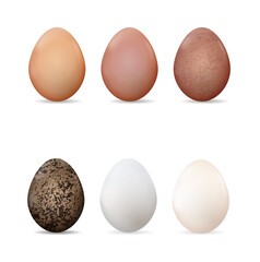Vector illustration with different types of bird eggs. Chicken eggs with different shades. Organic farm chicken, goose, duck and quail eggs