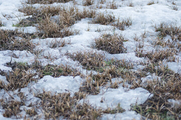 Snow covered grass. Winter. Cold.