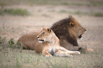 Couple or courting wild free ranging african lions