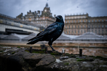 Crow in Edinburgh