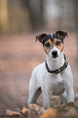 Jack Russel Terrier Jagdhund im Wald