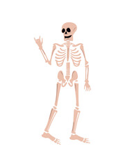flat rock n roll skeleton