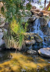 stream in the forest