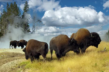 Rolgordijnen Wilde Büffelherde im Yellowstone NP © GERHARD