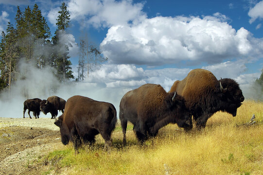 Wilde Büffelherde im Yellowstone NP