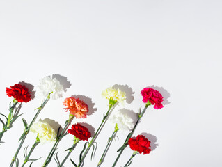 White, yellow, pink and red carnation flowers laid diagonally on white background.