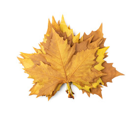Sycamore Autumn Leaf Isolated