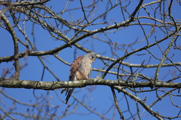 Kestrel in tree