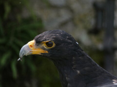 Verreaux's Eagle