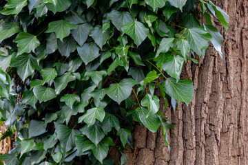 Fresh green leaves backdrop, Hedera helix commonly called ivy, Vine growing and covered on the tree trunk in the forest, Beautiful tiny leaf pattern texture, Nature background.
