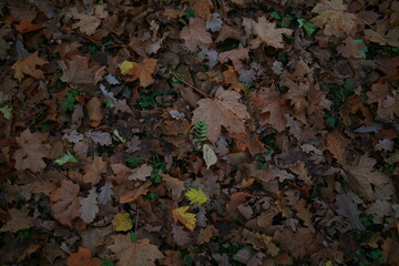 autumn leaves on the ground