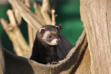 Polecat