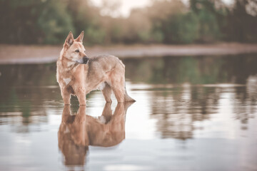 Canaan Dog / Kanaan Hund steht allein im Wasser