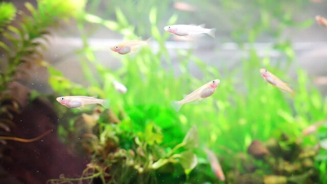 水草の中で元気に泳ぐメダカの群れ
