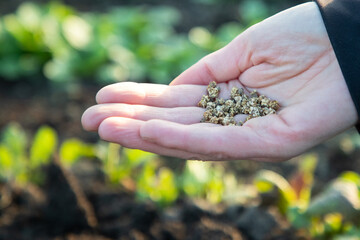 hand growing seeds on sowing soil. Background with copy space. Agriculture, organic gardening, planting or ecology concept. Sustainable business investment