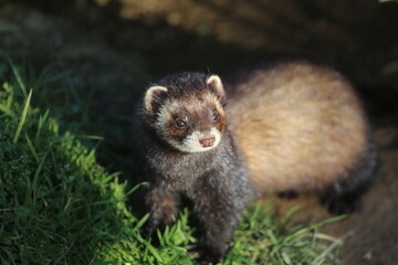 Polecat
