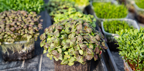 microgreens growing  organic bio gardening