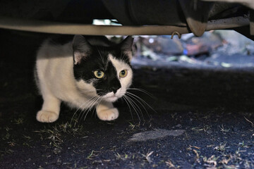  Beautiful white and black domestic cat looking for mouse under a car