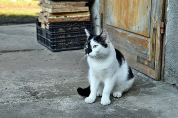 Beautiful white and black domestic cat looking for a mouse