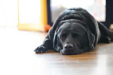 Black labrador lying on hardwood floor with eyes closed