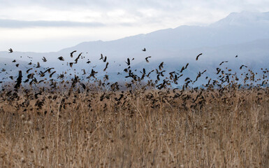 Fototapeta na wymiar flock of red winged black birds taking off from dry grass with a mountain in the distance