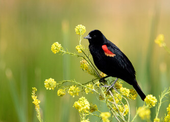 Red winged blackbird perched on yellow wildflowers and a smooth background