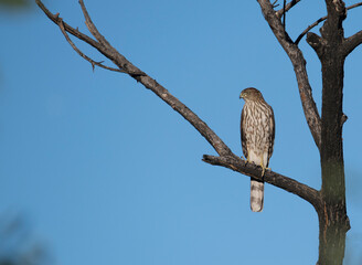 Coopers hawk perched on a bare tree branch against clear blue sky