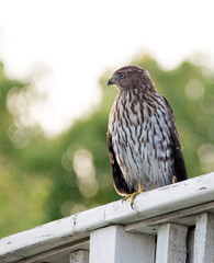 Sharp skinned hawk perched on a fence