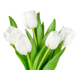 a bunch of white tulips on a white isolated background