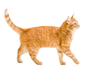 Poster Im Rahmen ginger cat walks on a white and isolated background © Ирина Гутыряк
