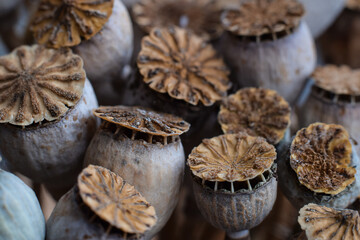 Natural texture dried poppy seed pods macro closeup background