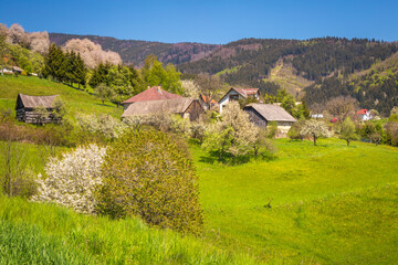 Spring rural landscape with flowering fruit trees on a sunny day. The village of Hrinova in central Slovakia, Europe.