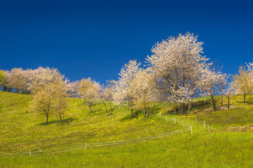 Obraz premium Spring rural landscape with flowering fruit trees on a sunny day. The village of Hrinova in central Slovakia, Europe.