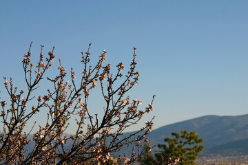 Blooming Tree; February March Springtime In the Sunny Mountains