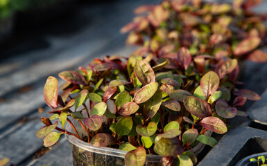 microgreens growing  organic bio gardening