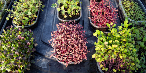 microgreens growing  organic bio gardening