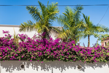 Purple flowers and palm trees in Todos Santos.