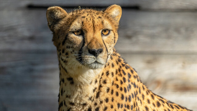 Cheetah close uo
