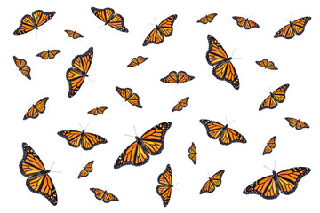 Multiple monarch butterflies in a pattern isolated on white background © Julia