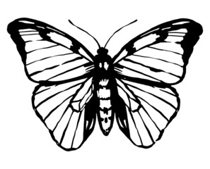 Flying butterfly, insect animal sketch. Hand drawn vector illustration. Retro engraving style clipart isolated on white background.