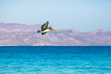 Brown Pelican over the Sea of Cortez in Baja, Mexoco.