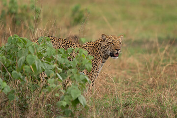 Leopard during safari in the Queen Elizabeth National Park. Africa wildlife. Safari in Uganda. 
