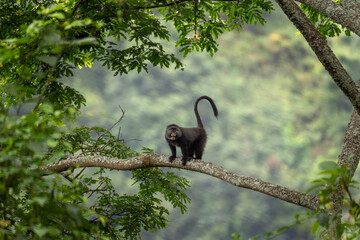 Blue monkey on the branch. Monkey during african safari. Africa wildlife.